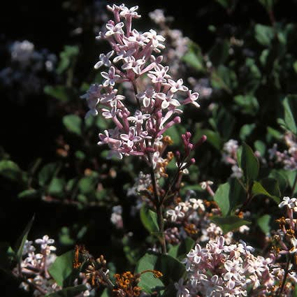  Dwerg Sering (Syringa Meyeri 'Palibin')