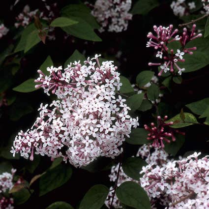  Sering (Syringa Microphylla 'Superba')