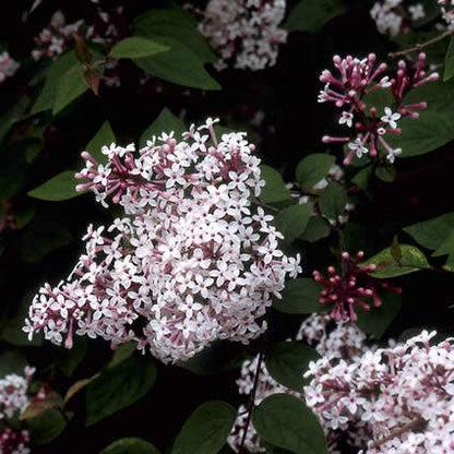  Sering (Syringa Microphylla 'Superba')