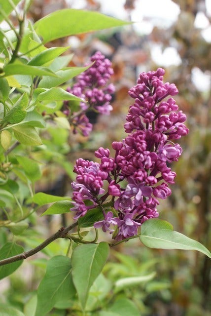  Sering (Syringa Vulgaris 'Charles Joly')