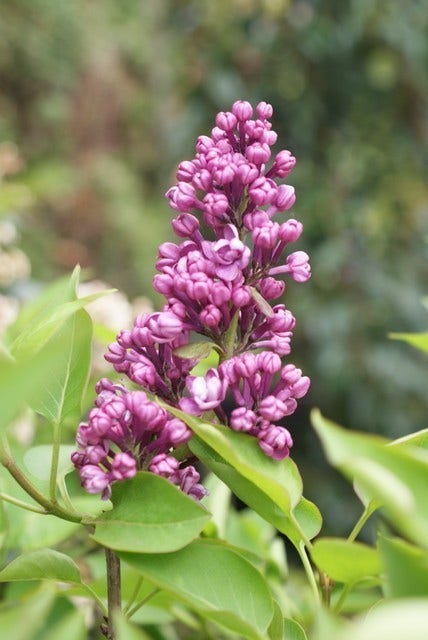  Sering (Syringa Vulgaris 'Charles Joly')