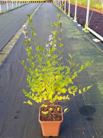  Dwergsering (Syringa 'Flowerfest White')