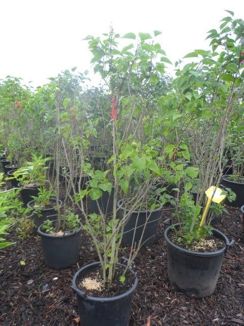  Sering (Syringa Vulgaris)