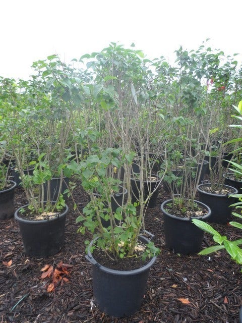  Sering (Syringa Vulgaris)