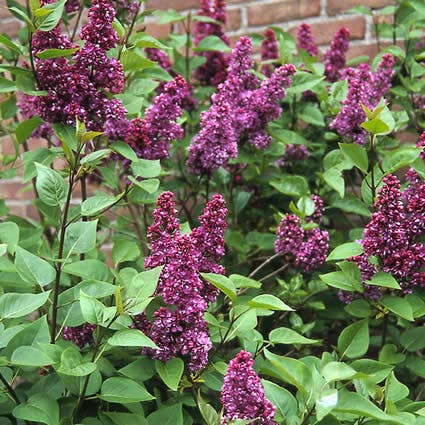  Sering (Syringa Vulgaris 'Charles Joly')