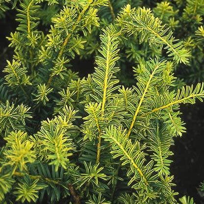  Taxus (Taxus Baccata 'Summergold')