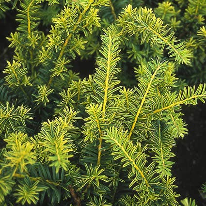  Taxus (Taxus Baccata 'Summergold')