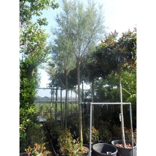  Tamarisk Als Boom (Tamarix Gallica)