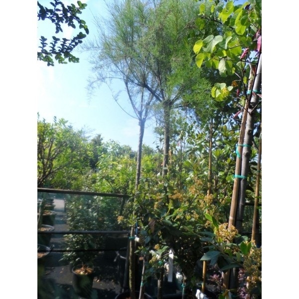  Tamarisk Als Boom (Tamarix Gallica)