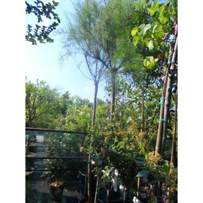 Tamarisk Als Boom (Tamarix Gallica)