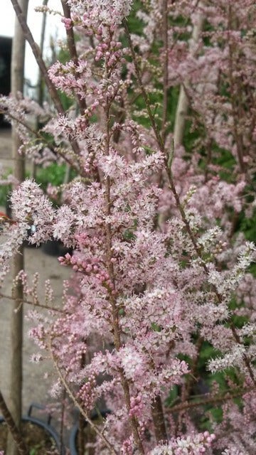  Tamarisk (Tamarix Ramosissima)