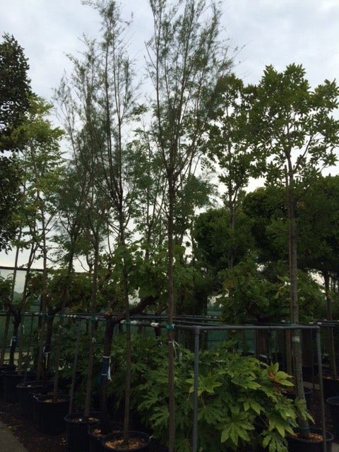  Tamarisk Als Boom (Tamarix Tetrandra)