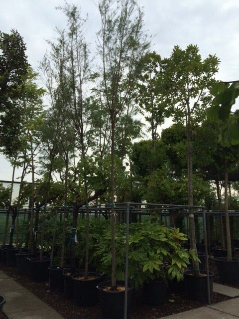  Tamarisk Als Boom (Tamarix Tetrandra)