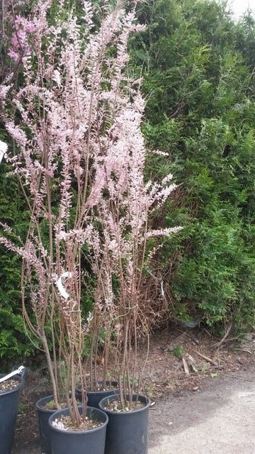  Tamarisk (Tamarix Ramosissima)