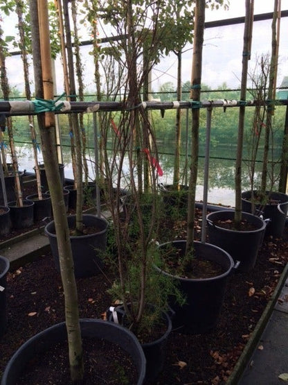  Tamarisk (Tamarix Ramosissima)