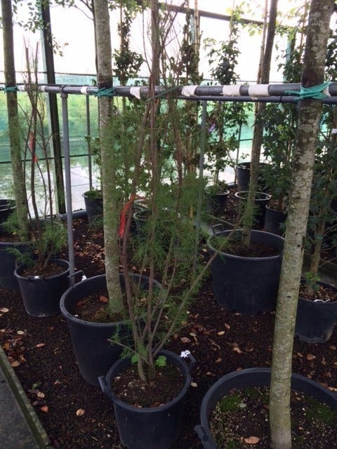  Tamarisk (Tamarix Ramosissima)