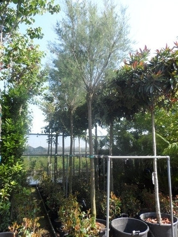  Tamarisk Als Boom (Tamarix Tetrandra)