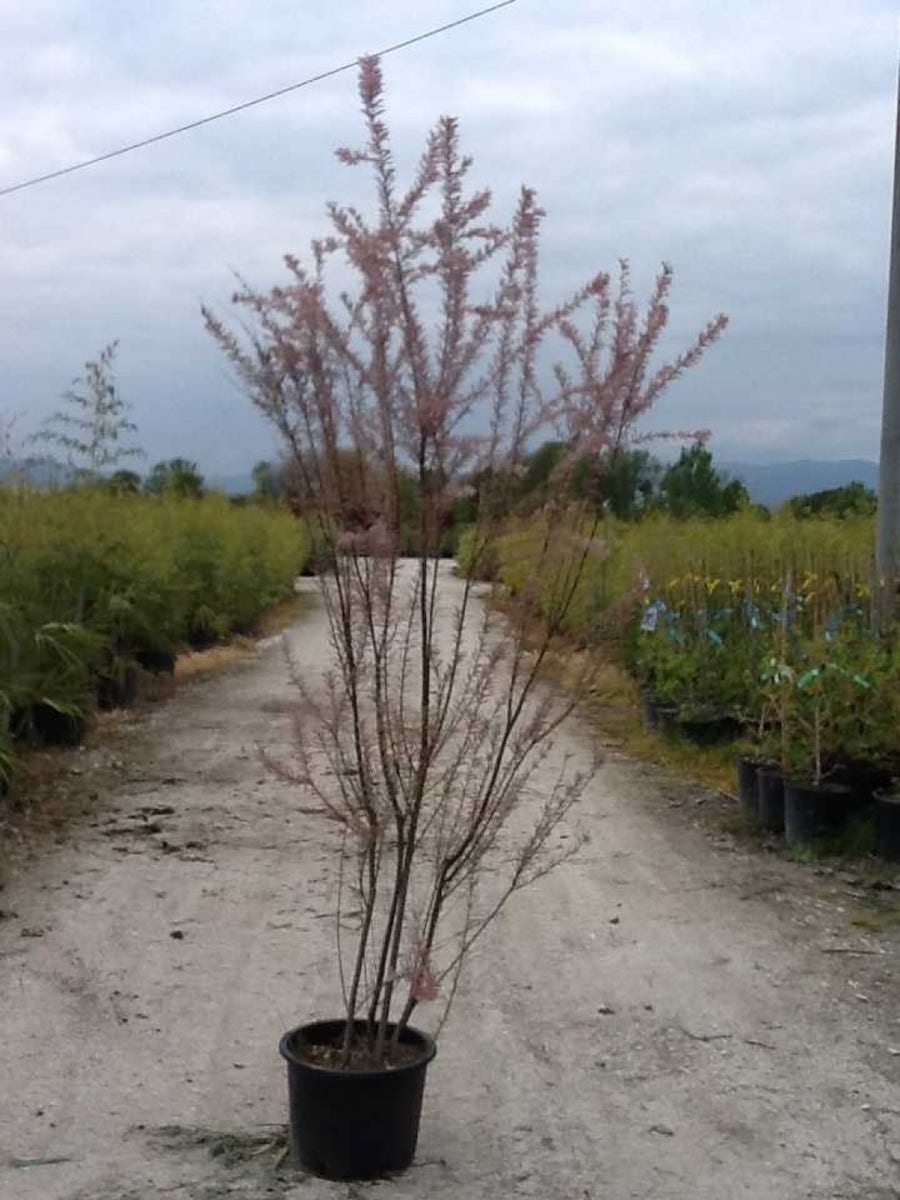  Tamarisk (Tamarix Ramosissima)