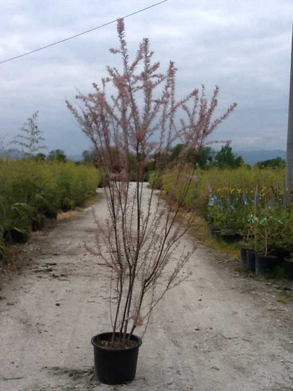  Tamarisk (Tamarix Ramosissima)
