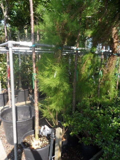  Tamarisk (Tamarix Ramosissima)
