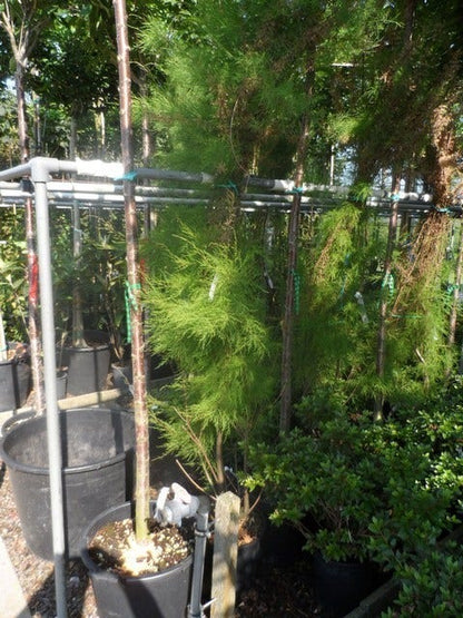  Tamarisk (Tamarix Ramosissima)