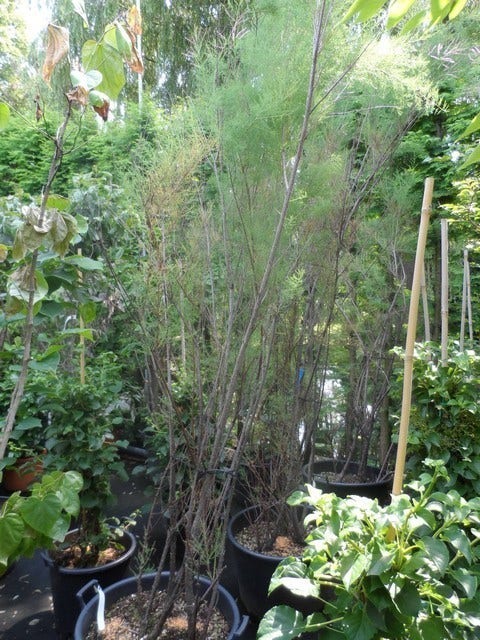  Tamarisk (Tamarix Ramosissima)