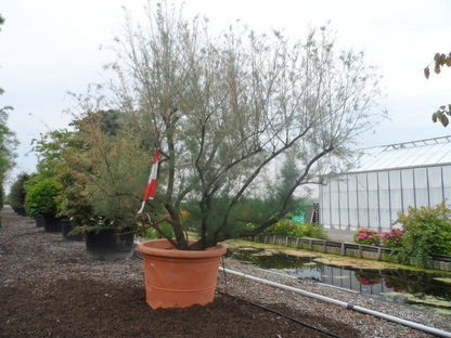  Tamarisk (Tamarix Ramosissima)