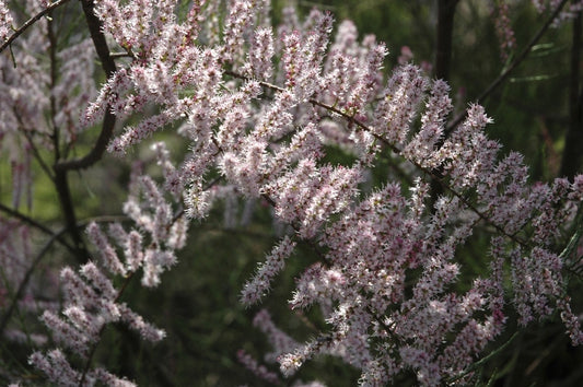  Tamarisk Als Boom (Tamarix Tetrandra)