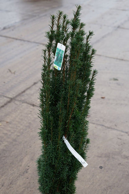  Zuiltaxus (Taxus Baccata 'Fastigiata Robusta')