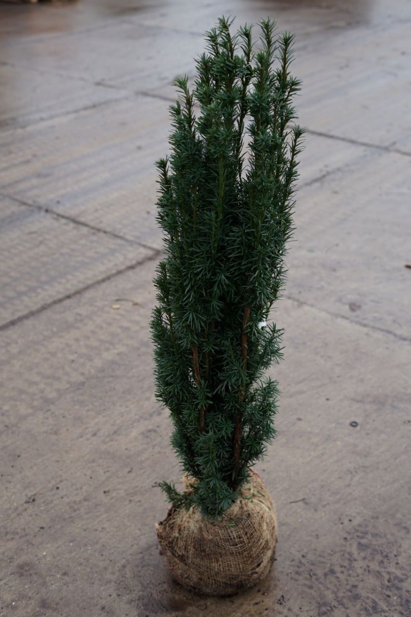  Zuiltaxus (Taxus Baccata 'Fastigiata Robusta')