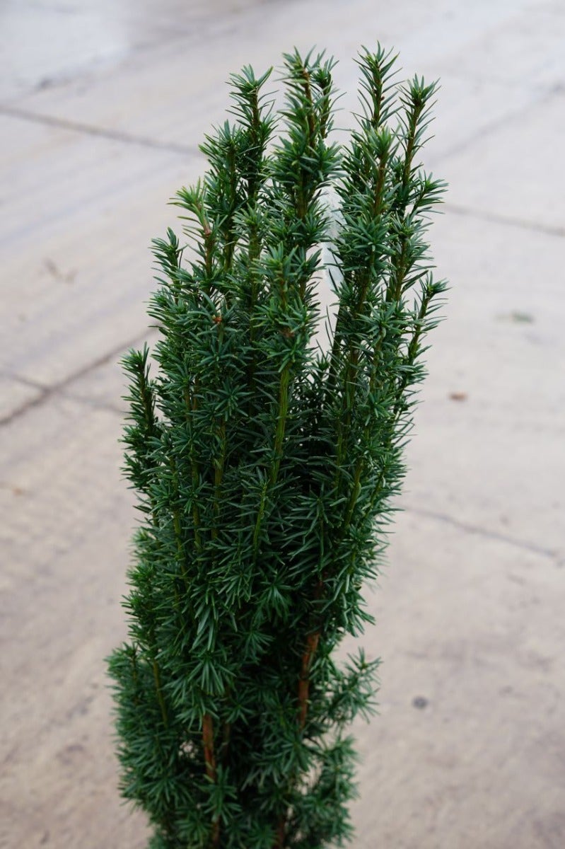  Zuiltaxus (Taxus Baccata 'Fastigiata Robusta')