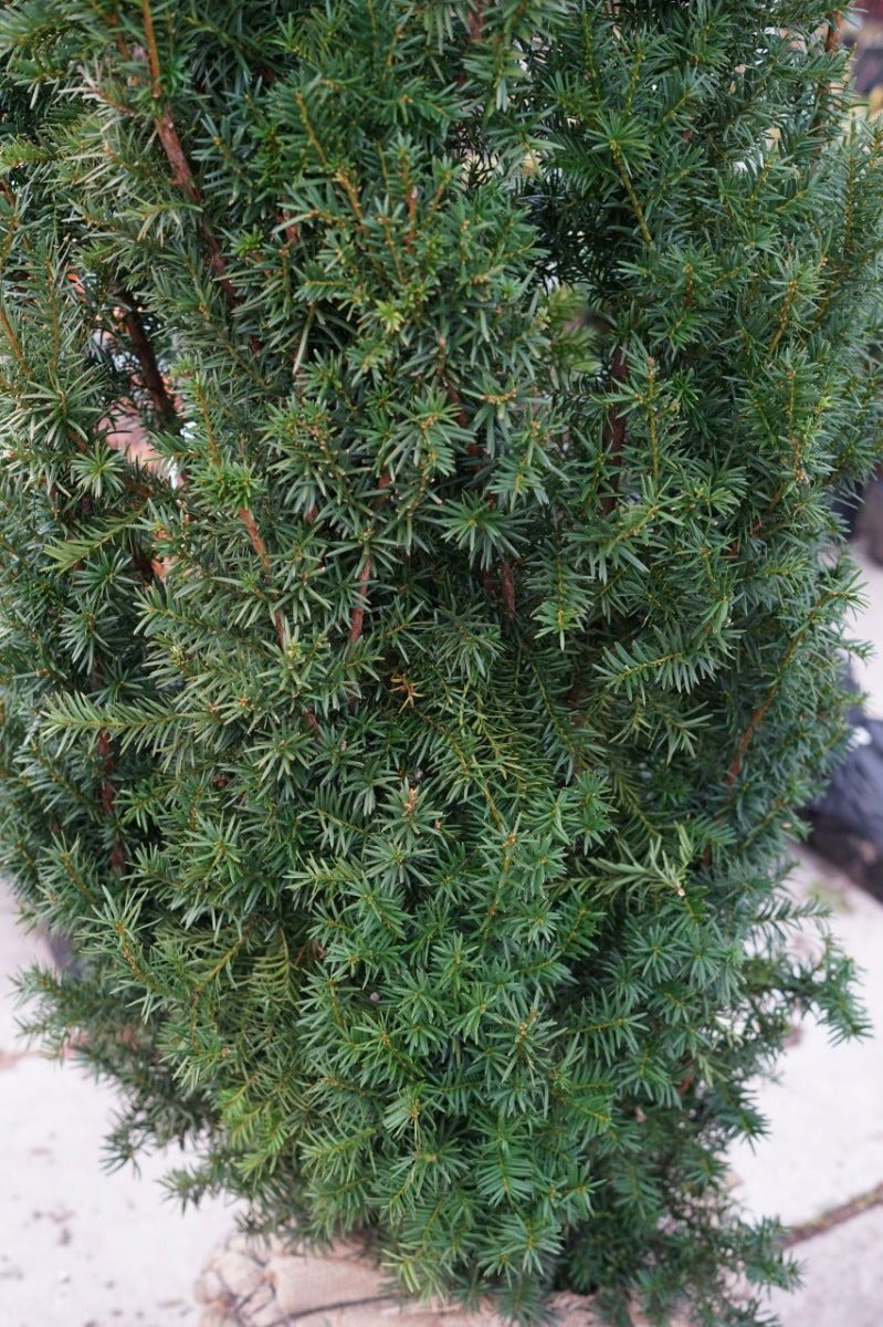  Taxus (Taxus Media 'Hicksii')