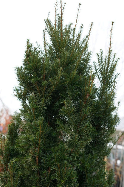  Taxus (Taxus Media 'Hicksii')
