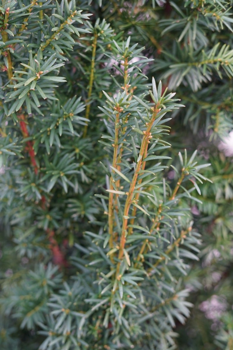  Taxus (Taxus Media 'Hicksii')
