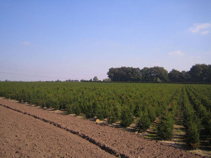  Taxushaag (Taxus Baccata)