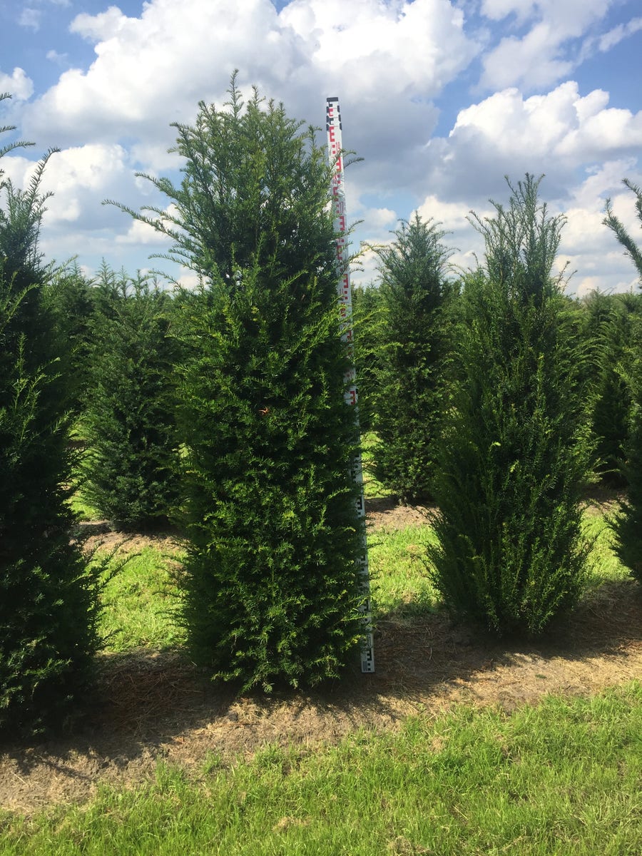  Grote Venijnboom (Taxus Baccata)