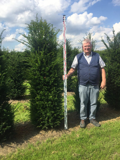  Grote Venijnboom (Taxus Baccata)