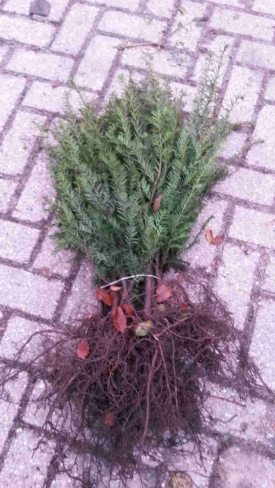  Taxushaag (Taxus Baccata)