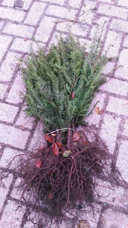  Taxushaag (Taxus Baccata)