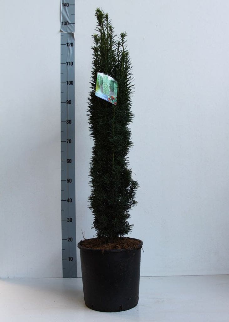  Zuiltaxus (Taxus Baccata 'Fastigiata Robusta')