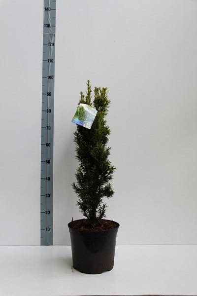  Gele Zuiltaxus (Taxus Baccata 'Fastigiata Aurea')