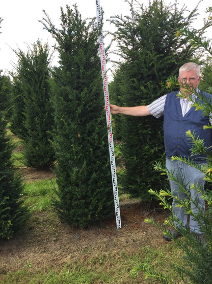  Grote Venijnboom (Taxus Baccata)