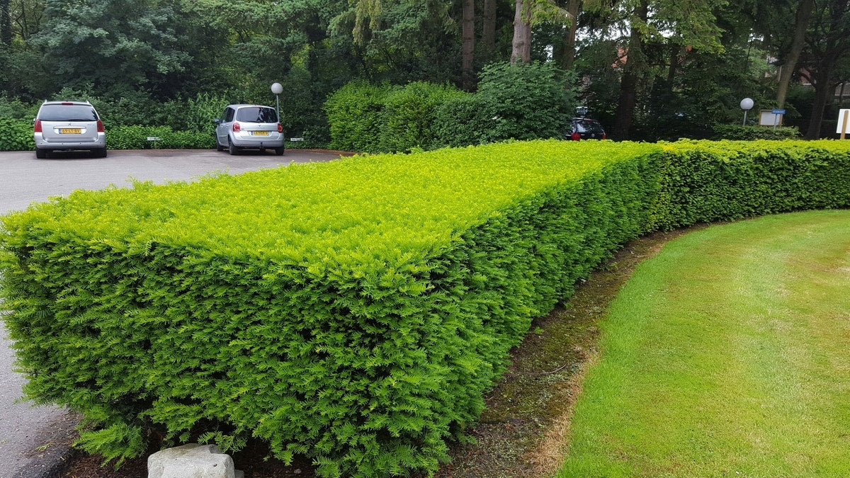  Taxushaag (Taxus Baccata)