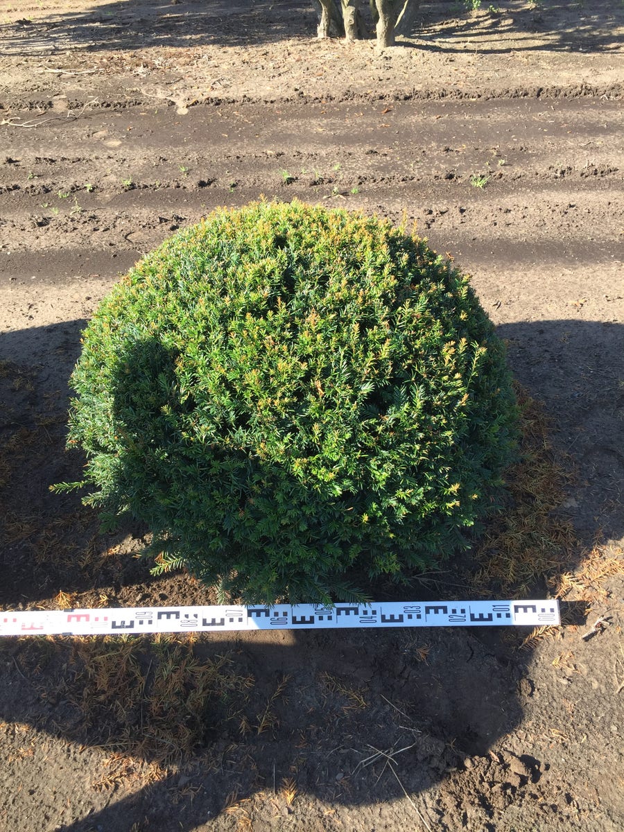  Grote Taxusbol (Taxus Baccata)