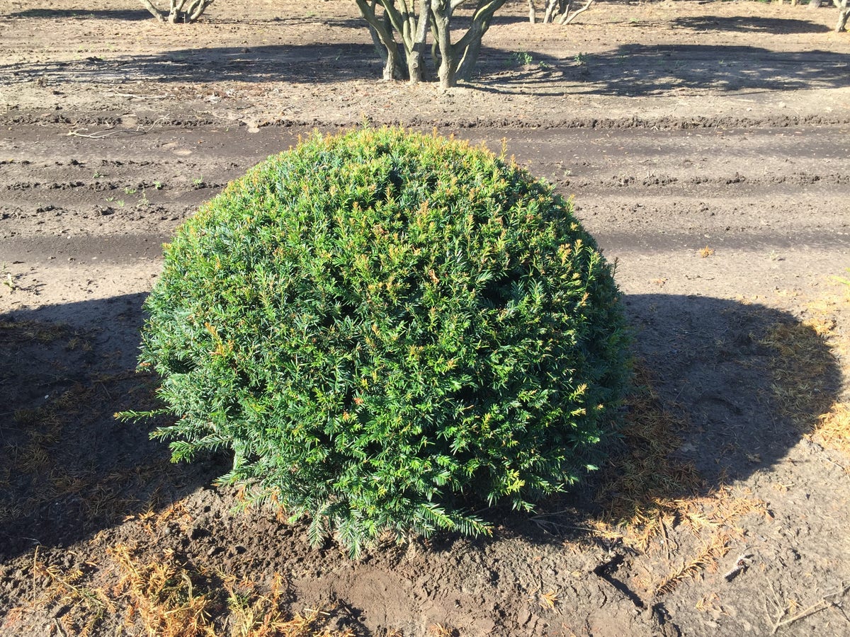  Grote Taxusbol (Taxus Baccata)
