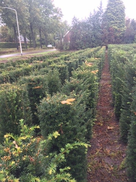  Taxus Als Haagelement (Taxus Baccata)