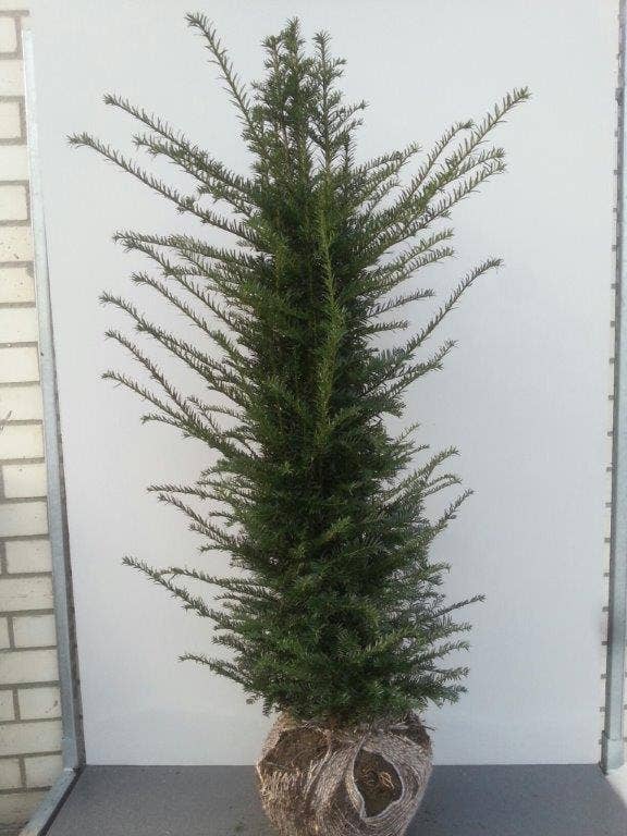  Taxushaag (Taxus Baccata)