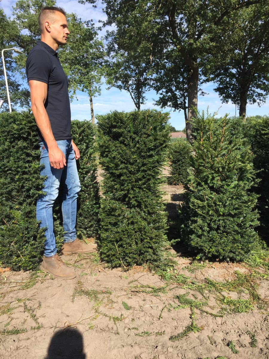  Taxus Als Haagelement (Taxus Baccata)