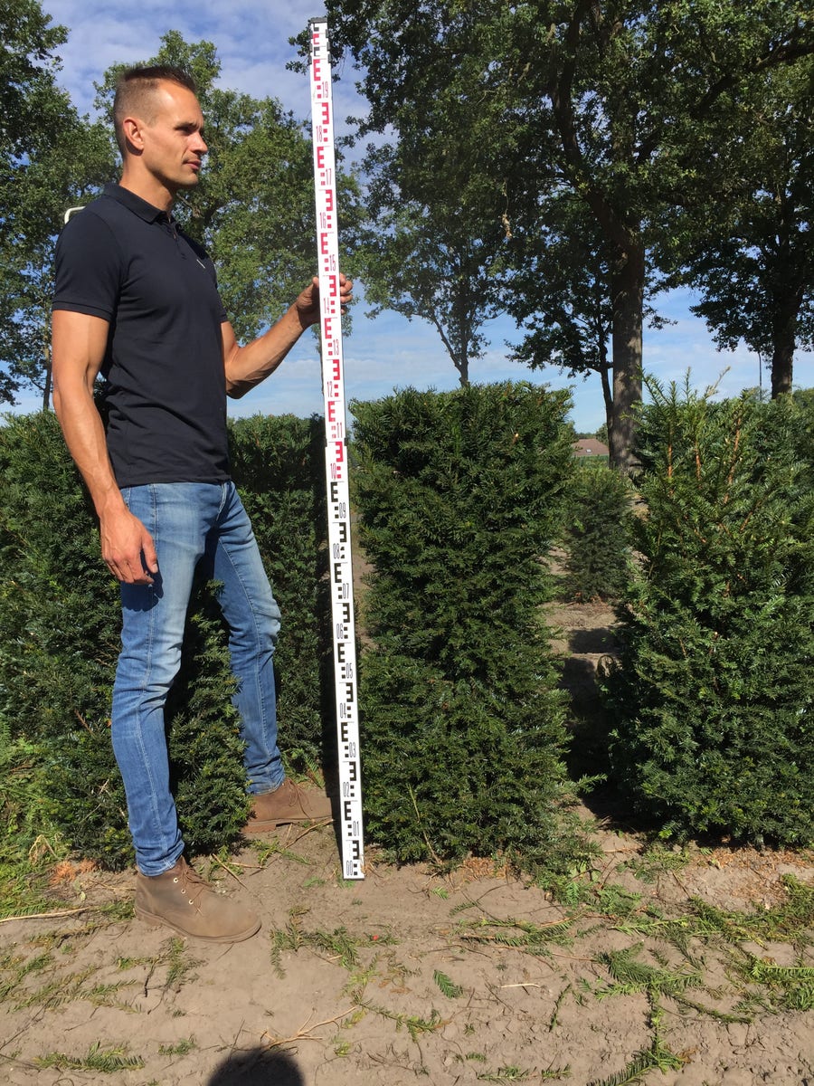  Taxus Als Haagelement (Taxus Baccata)