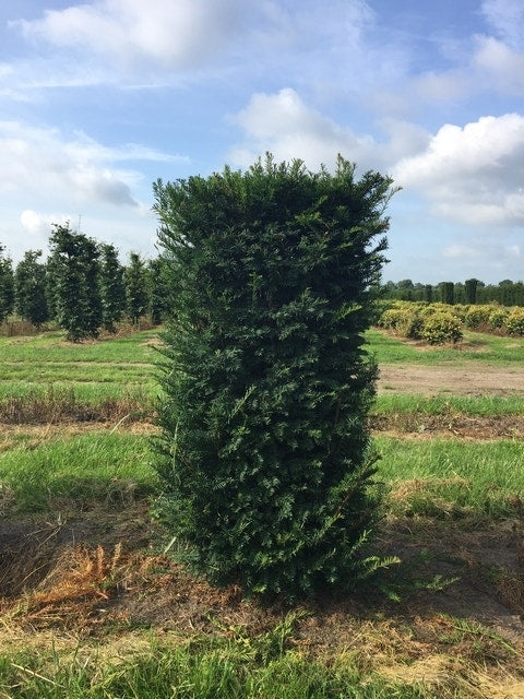  Taxus Als Haagelement (Taxus Baccata)